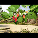 (Unreife) Maulbeeren